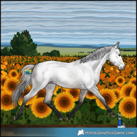 Horse Color:Gray White Spotted Bay Roan 