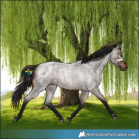Horse Color:Gray White Spotted Bay Roan 