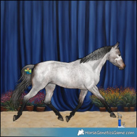 Horse Color:Gray White Spotted Bay Roan 