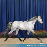 Horse Color:Gray White Spotted Bay Roan