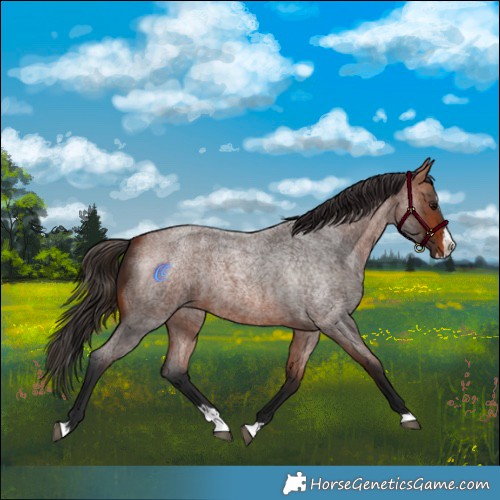Horse Color:Bay Roan Splash 