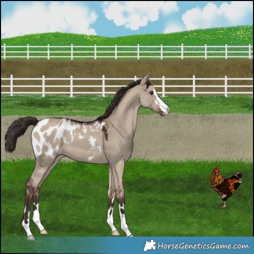 Horse Color:Liver Red Dun Appaloosa 