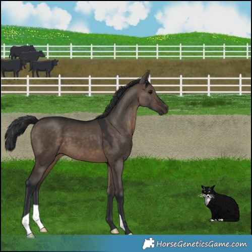 Horse Color:Brown Dun 