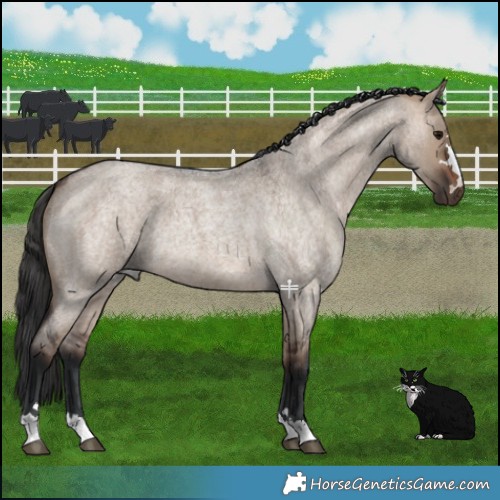Horse Color:Brown Roan Dun 