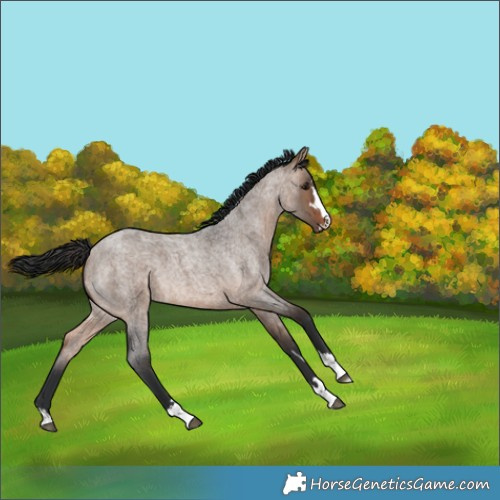 Horse Color:Brown Roan Dun 