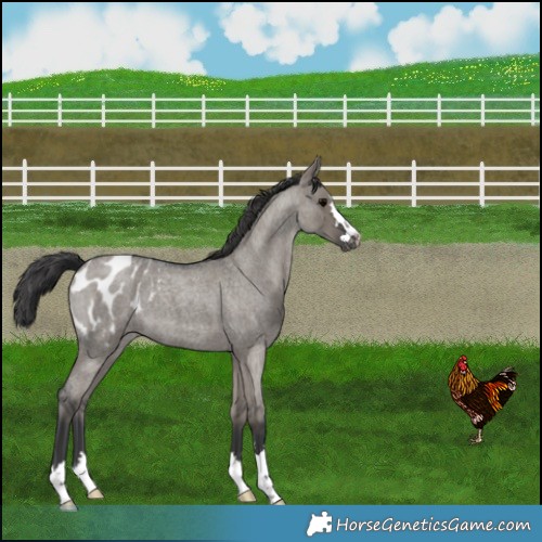 Horse Color:Grullo Roan Appaloosa 