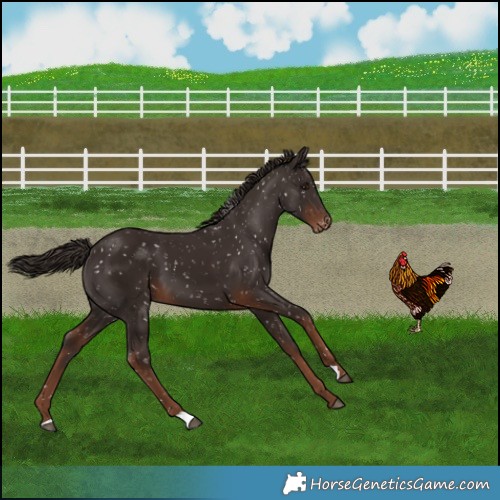 Horse Color:Liver Chestnut Snowflake Varnish 