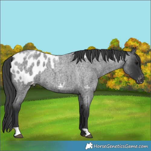 Horse Color:Blue Roan Appaloosa 