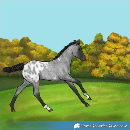 Horse Color:Blue Roan Appaloosa 