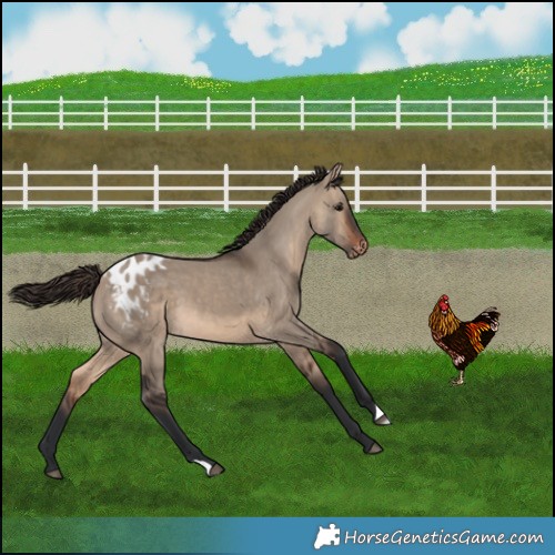 Horse Color:Brown Dun Blanket 