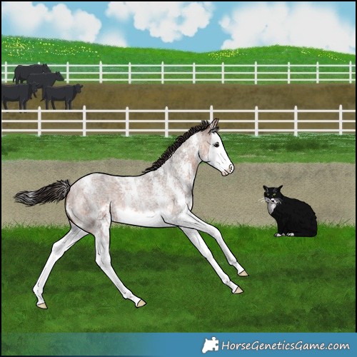 Horse Color:Bay Roan Sabino Splash 