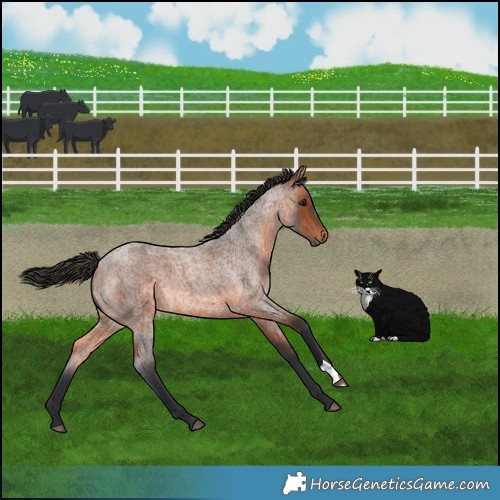 Horse Color:Bay Roan 