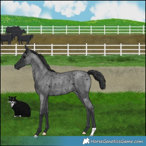 Horse Color:Blue Roan 