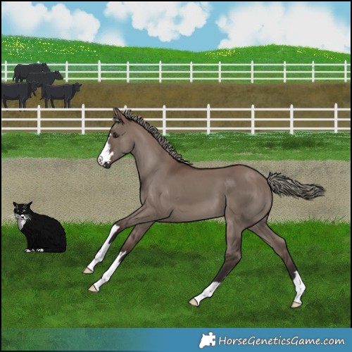 Horse Color:Liver Red Dun Mushroom 