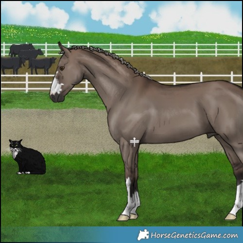 Horse Color:Liver Red Dun Mushroom 