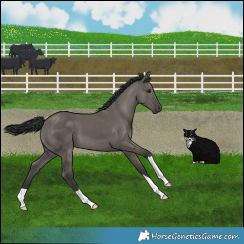 Horse Color:Grullo 