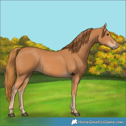 Horse Color:Chestnut Rabicano 