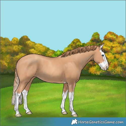 Horse Color:Gold Champagne Splash