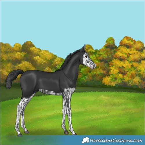 Horse Color:Black  and Black Splash 