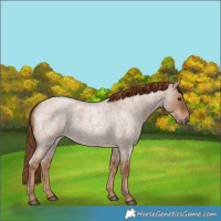 Horse Color:Red Dun Roan 