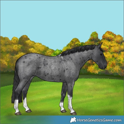 Horse Color:Blue Roan Tobiano