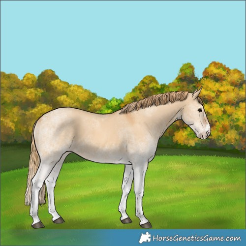 Horse Color:White Spotted Red Dun 