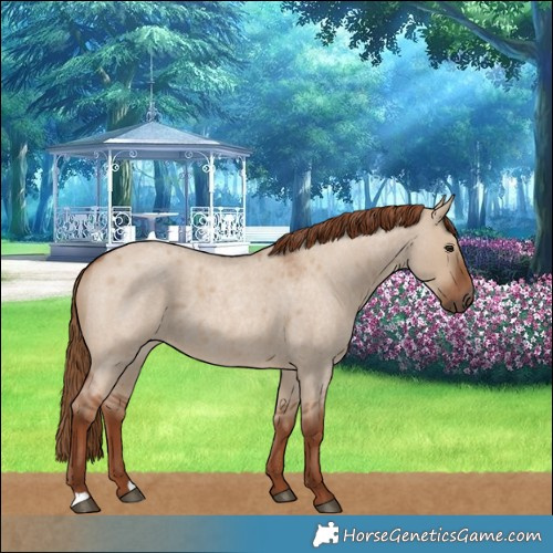 Horse Color:Red Dun Roan 