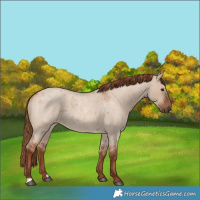Horse Color:Red Dun Roan