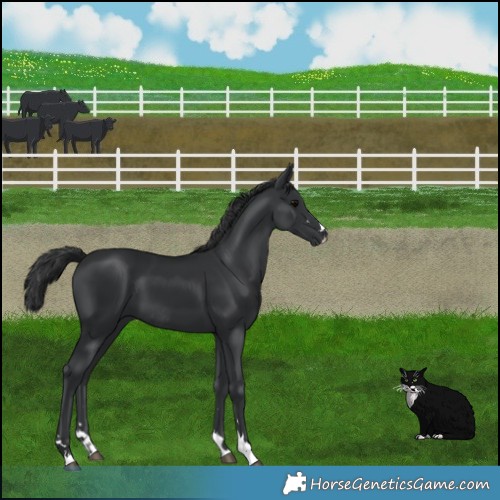 Horse Color:Black  and Black Rabicano 