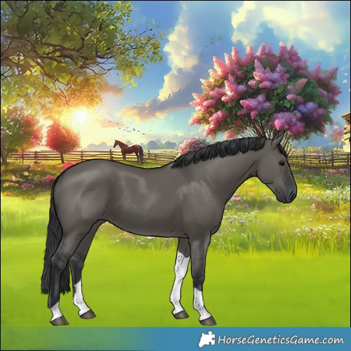 Horse Color:Grullo Tobiano 