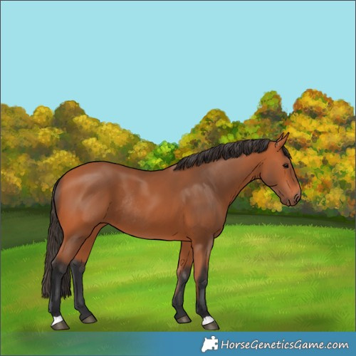 Horse Color:Bay Rabicano 