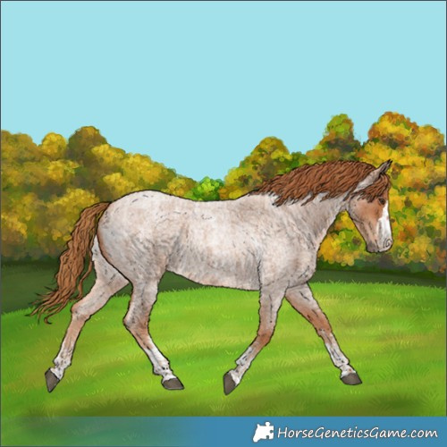 Horse Color:Red Roan  and Red Roan 