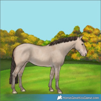 Horse Color:Amber Champagne Dun 