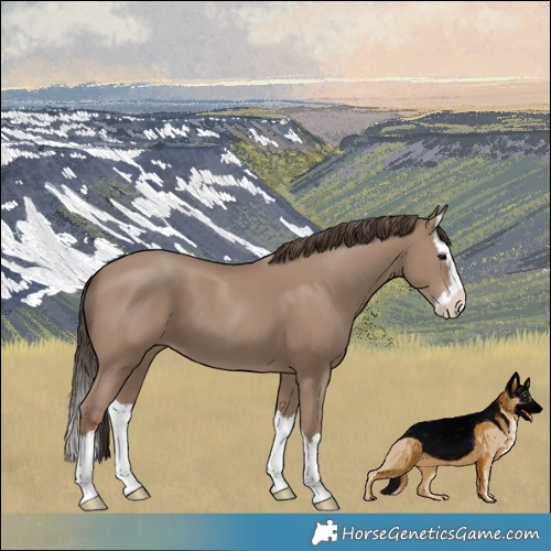 Horse Color:Classic Champagne Splash 