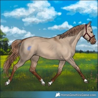 Horse Color:Red Dun 