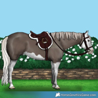 Horse Color:Silver Black Splash