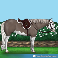 Horse Color:Silver Black Splash