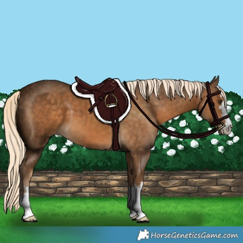 Horse Color:Chocolate Palomino 