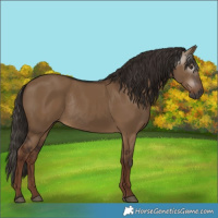 Horse Color:Gray Liver Red Dun Rabicano 
