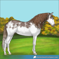 Horse Color:Gray Chestnut Sabino Splash 