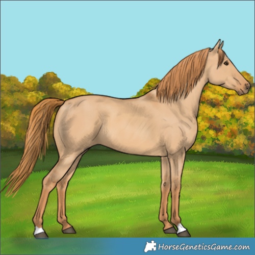 Horse Color:Red Dun 