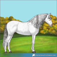 Horse Color:Bay Sabino Frame Rabicano