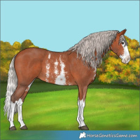Horse Color:Silver Bay Sabino Splash Rabicano 