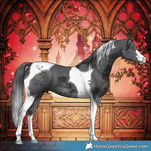 Horse Color:Black Merle Tobiano 