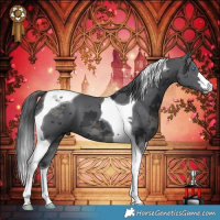 Horse Color:Black Merle Tobiano 