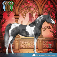 Horse Color:Black Merle Tobiano 