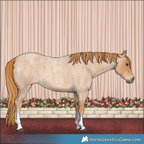 Horse Color:Red Roan Tobiano 