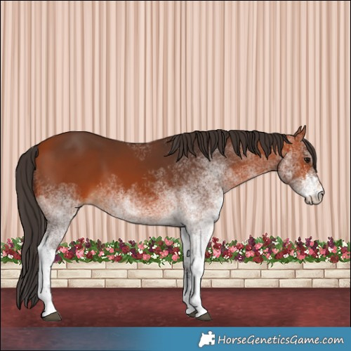 Horse Color:White Spotted Bay 