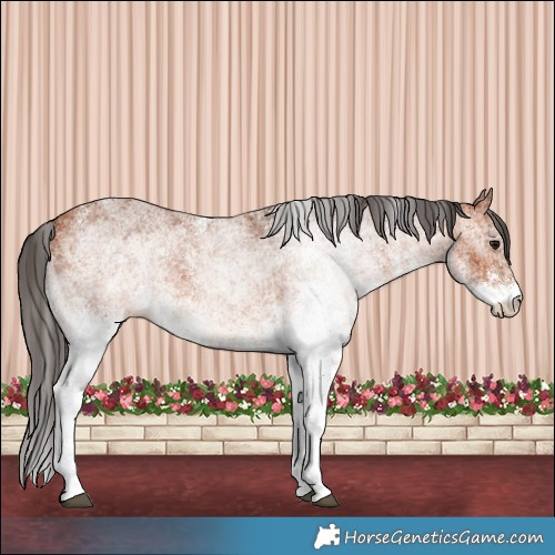 Horse Color:White Spotted Bay 