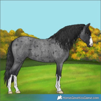 Horse Color:Blue Roan 